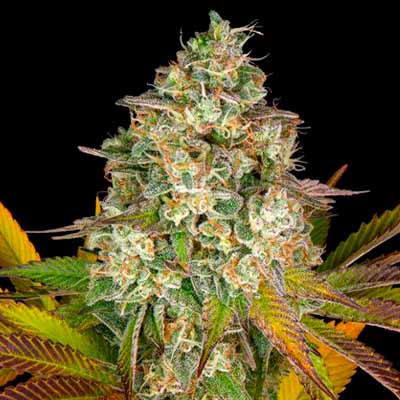 Auto Rainbow Sherbet #11 > Advanced Seeds | Autoflowering Cannabis   |  Hybrid