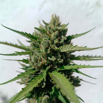 Auto Rainbow Sherbet #11 > Advanced Seeds | Autoflowering Hanfsamen  |  Hybrid