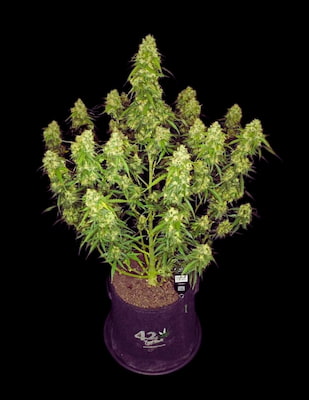 Sour Jealousy Auto > Fast Buds Company | Graines Autofloraison  |  Sativa