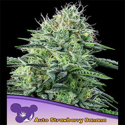 Auto Strawberry Banana > Anesia Seeds | Graines Autofloraison  |  Sativa