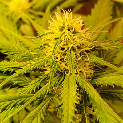 Sublimator Auto > R-Kiem Seeds | Graines Autofloraison  |  Sativa