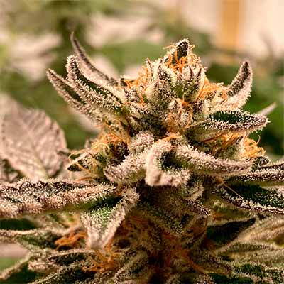 Sublimator Auto > R-Kiem Seeds | Graines Autofloraison  |  Sativa