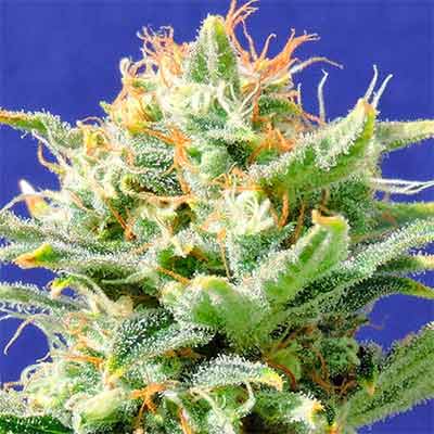 Auto Super Skunk > Original Sensible Seeds | Semillas de marihuana autoflorecientes  |  Índica