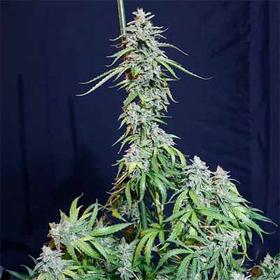 Super Watermelon Auto > Eva Female Seeds | Graines Autofloraison  |  Hybride