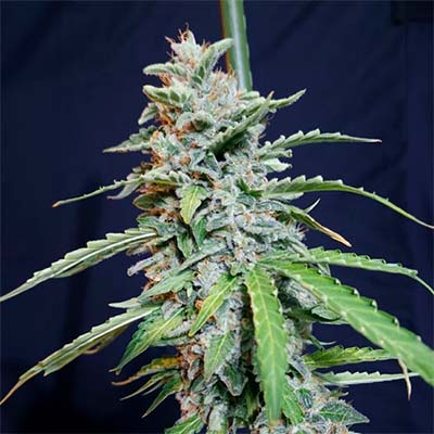 Super Watermelon Auto > Eva Female Seeds | Graines Autofloraison  |  Hybride