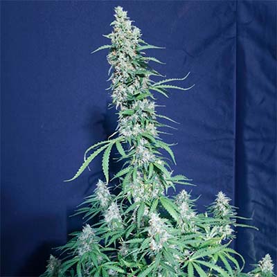 Super Watermelon Auto > Eva Female Seeds | Graines Autofloraison  |  Hybride