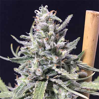 Auto Thunderstorm > R-Kiem Seeds | Graines Autofloraison  |  Sativa