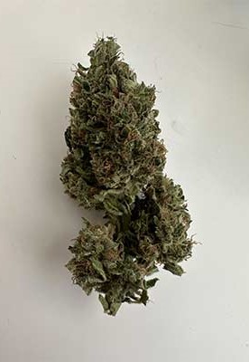 Vision Critical Auto - Vision Seeds | Graines Autofloraison  |  Indica