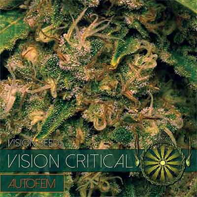 Vision Critical Auto - Vision Seeds | Autoflowering Hanfsamen  |  Indica