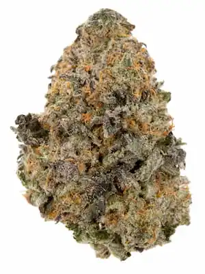 Auto Vision Gelato > Vision Seeds | Graines Autofloraison  |  Hybride