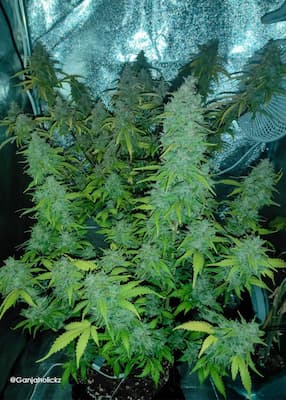 Auto Vision Kush > Vision Seeds | Semillas autoflorecientes  |  Híbrido