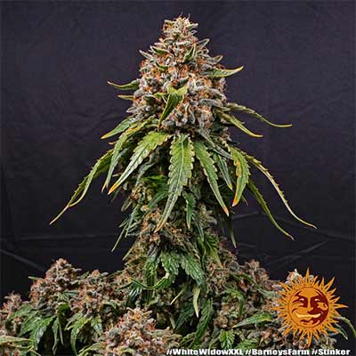 Auto White Widow XXL > Barney\'s Farm | Graines Autofloraison  |  Hybride