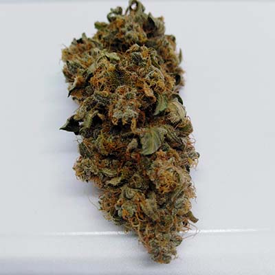 Auto Yuhbary > Anesia Seeds | Semillas autoflorecientes  |  Sativa