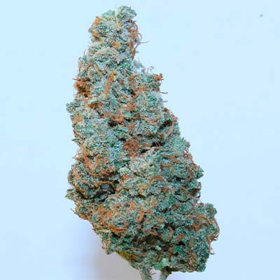 Auto Yuhbary > Anesia Seeds | Graines Autofloraison  |  Sativa