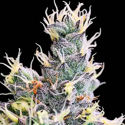 Auto Yuhbary > Anesia Seeds | Semillas autoflorecientes  |  Sativa