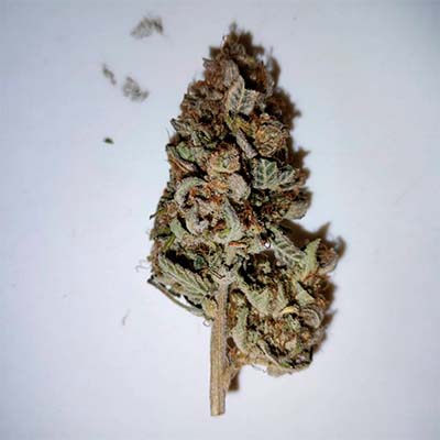 Auto Yuhbary > Anesia Seeds | Semillas autoflorecientes  |  Sativa