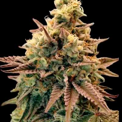 Auto Zerealz Milk > Advanced Seeds | Autoflowering Cannabis   |  Hybrid