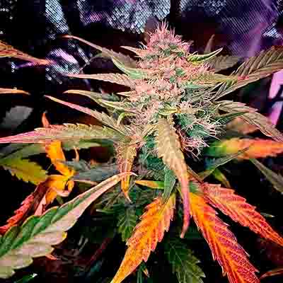 Auto Rainbow Sherbet #11 > Advanced Seeds | Autoflowering Cannabis   |  Hybrid