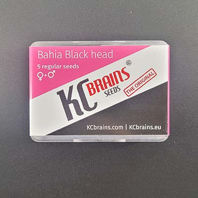 Bahia Blackhead > KC Brains | Semillas feminizadas  |  Índica