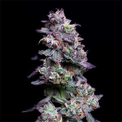 Baked Apple Cherries > Elev8 Seeds | Feminized Marijuana   |  Hybrid