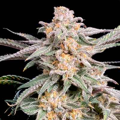 Bakers Fruit > Elev8 Seeds | Feminisierte Hanfsamen  |  Hybrid