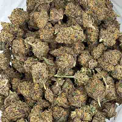 Bakers Fruit > Elev8 Seeds | Feminized Marijuana   |  Hybrid