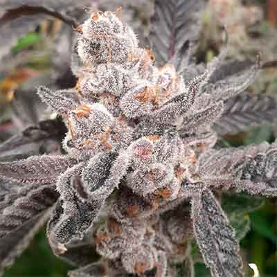 Bakers Fruit > Elev8 Seeds | Feminisierte Hanfsamen  |  Hybrid