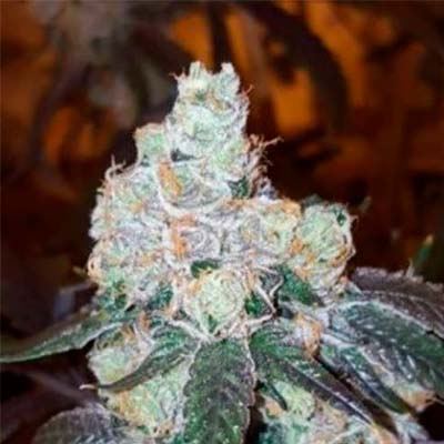 Bakers Fruit > Elev8 Seeds | Feminisierte Hanfsamen  |  Hybrid