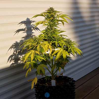 Balkonien Glück (F1 Fast Flowering) > Linda Seeds | Feminisierte Hanfsamen  |  Indica