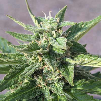 Balkonien Glück (F1 Fast Flowering) > Linda Seeds | Feminisierte Hanfsamen  |  Indica