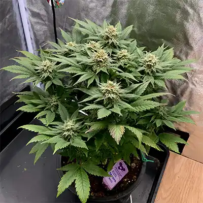 Big Bazooka Auto > Anesia Seeds | Autoflowering Cannabis   |  Hybrid