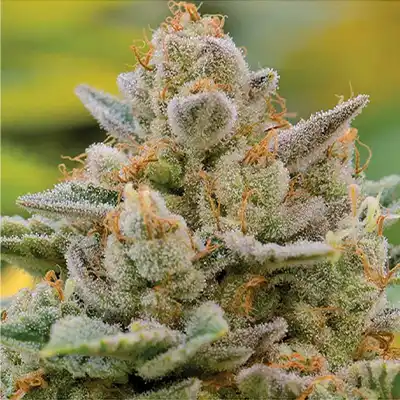 Big Bazooka Auto > Anesia Seeds | Graines Autofloraison  |  Hybride