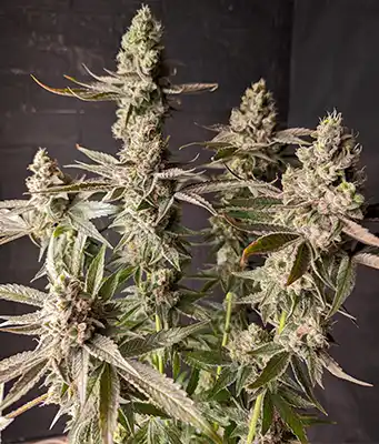 Big Mac Auto > DNA Genetics | Autoflowering Cannabis   |  Hybrid