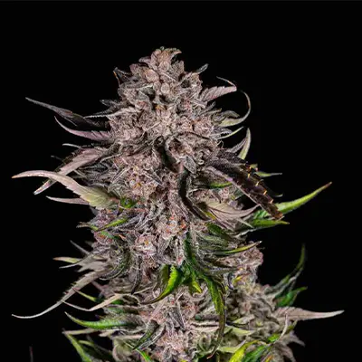 Big Mac Auto > DNA Genetics | Graines Autofloraison  |  Hybride