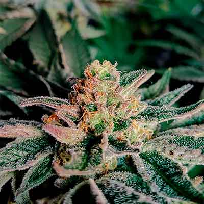 Big Z > Cookies Seedbank | Feminized Marijuana   |  Hybrid