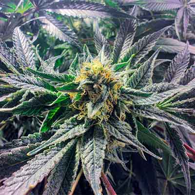 Big Z > Cookies Seedbank | Feminized Marijuana   |  Hybrid