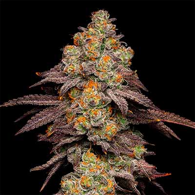 Big Z > Cookies Seedbank | Feminized Marijuana   |  Hybrid