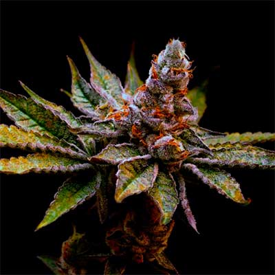 Birthday Punch > Elev8 Seeds | Feminized Marijuana   |  Indica