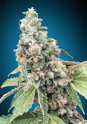 Biscotti Zkittlez > 00 seeds | Graines Féminisées  |  Indica