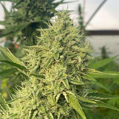 Black Beard > Karma Genetics | Semillas feminizadas  |  Índica