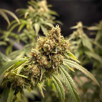 Black Cherry Gushers > Barney\'s Farm | Feminisierte Hanfsamen  |  Hybrid