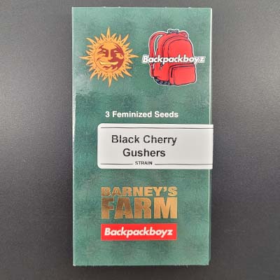 Black Cherry Gushers > Barney\'s Farm | Feminisierte Hanfsamen  |  Hybrid