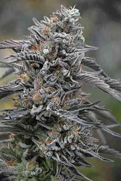 Black D.O.G. > Humboldt Seed Organisation | Feminisierte Hanfsamen  |  Indica