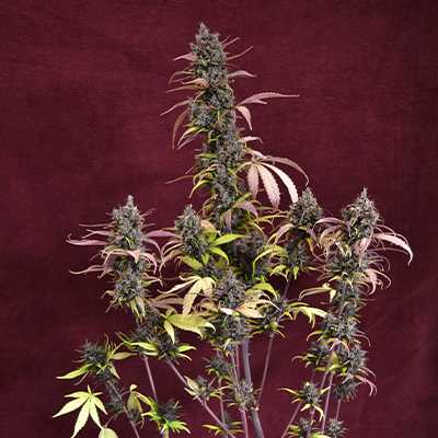 Black Kush > The Cali Connection | Feminisierte Hanfsamen  |  Hybrid