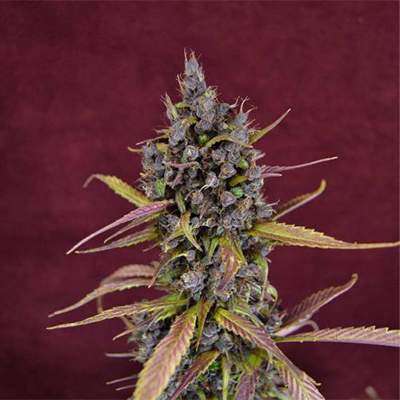 Black Kush > The Cali Connection | Feminized Marijuana   |  Hybrid