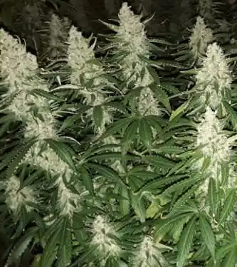 Blackberry Gum Auto > Seed Stockers | Semillas autoflorecientes  |  Índica