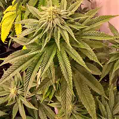 Blackwater > Original Sensible Seeds | Feminized Marijuana   |  Indica