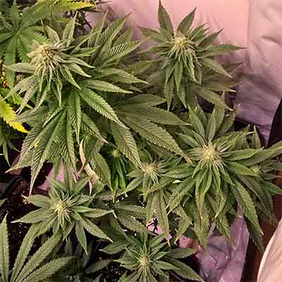 Blackwater > Original Sensible Seeds | Feminized Marijuana   |  Indica