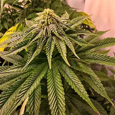 Blackwater > Original Sensible Seeds | Feminized Marijuana   |  Indica