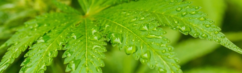 Leitfaden zum Anbau von Autoflowering-Cannabis-Samen in Deutschland